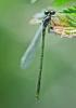 Erythromma viridulum